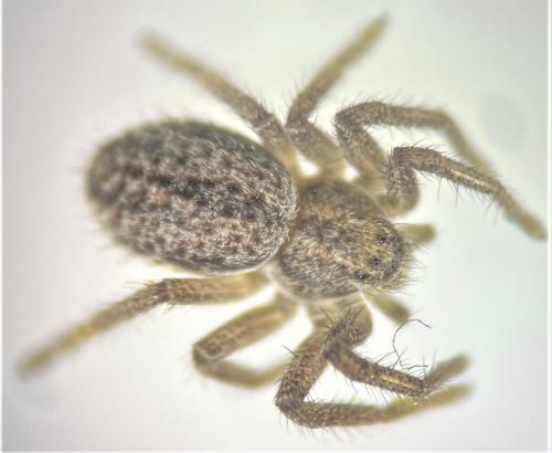 Réf. 322 056 : Thanatus striatus